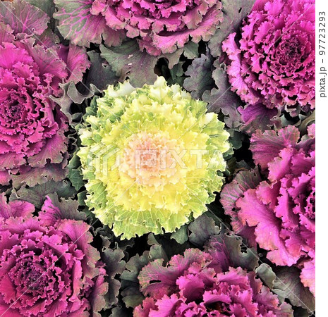 真上から見た白と紫の花キャベツの寄せ植え 真上から見た白と紫の花キャベツの寄せ植え 97723293