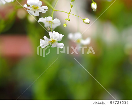 白いカスミソウの花とコピースペース 97723552
