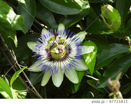 トケイソウ トケイソウ 97723815