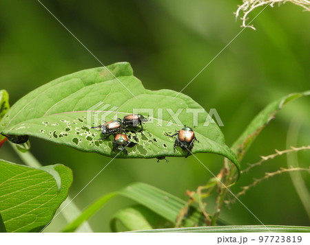 マメコガネ 97723819