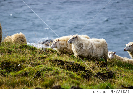 Icelandic sheep graze in the meadow near Ocean, Group of domestic animal in pure north nature. Icelandic sheep graze in the meadow near Ocean, Group of domestic animal in pure north nature. 97723821