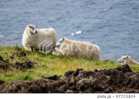 Icelandic sheep graze in the meadow near Ocean, Group of domestic animal in pure north nature. 97723824