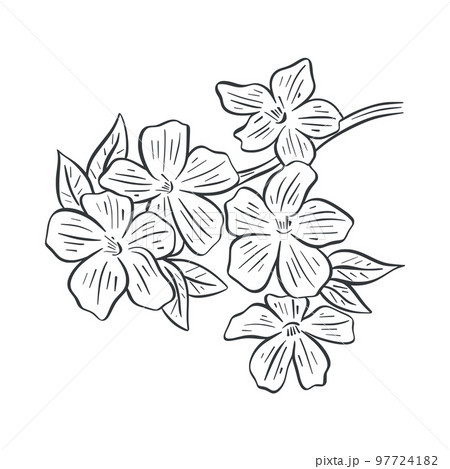 Blossoming tree branch sketch. Spring flowering Blossoming tree branch sketch. Spring flowering 97724182