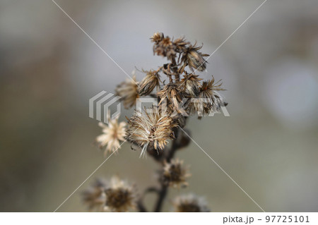 Sticky aster 97725101