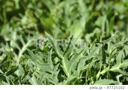 Field eryngo 97725102