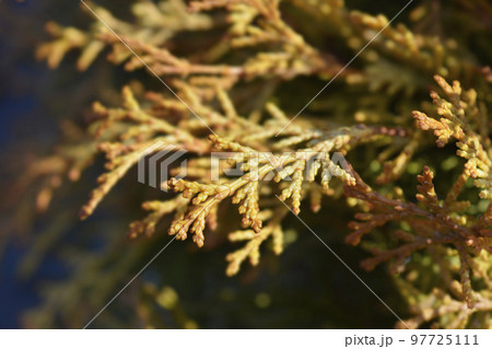 Hinoki cypress Teddy Bear Hinoki cypress Teddy Bear 97725111