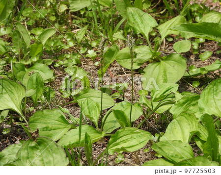 オオバコ（野草） 97725503