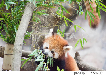 竹の葉を食べるレッサーパンダ 竹の葉を食べるレッサーパンダ 97726517