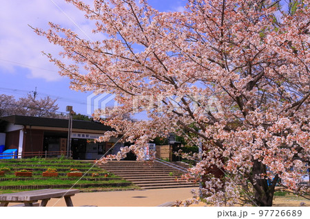 近鉄　飛鳥駅前（奈良県明日香村）に咲く桜 97726689