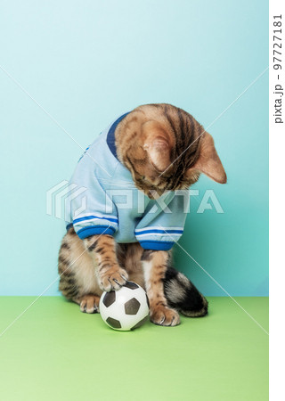 Football bengal cat sits next to the ball on a colored background. 97727181