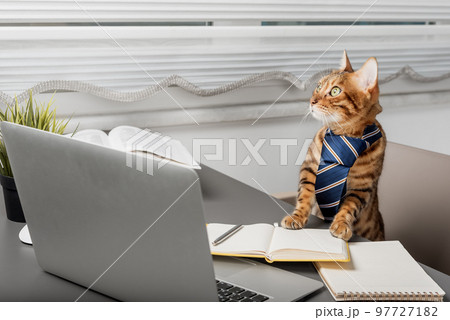 Funny Bengal cat in a tie behind a laptop. 97727182