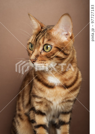 Funny muzzle of a Bengal cat on a brown background. 97727183