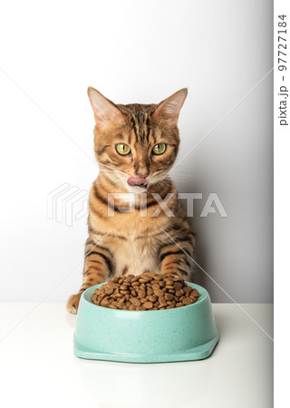 Hungry cat near bowl with dry cat food isolated on white background. 97727184