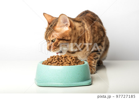 Hungry cat near bowl with dry cat food isolated on white background. 97727185