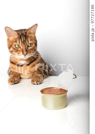 Open tin with cat food on a white background and a cat. 97727186