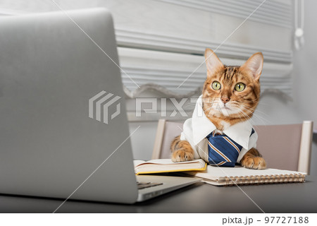 Serious bengal cat is the boss in a tie and shirt in the office. 97727188