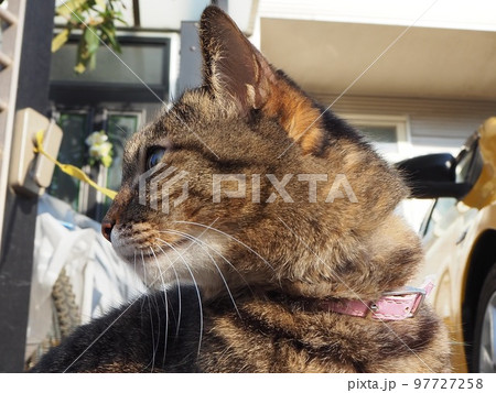 猫の散歩 猫の散歩 97727258