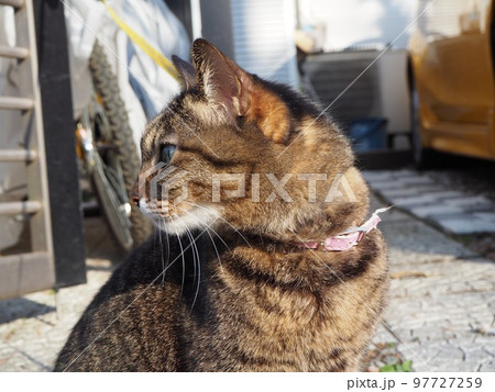 猫の散歩 猫の散歩 97727259