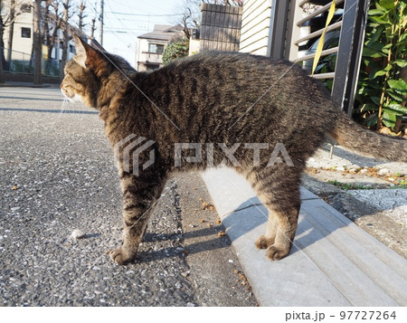 猫の散歩 97727264