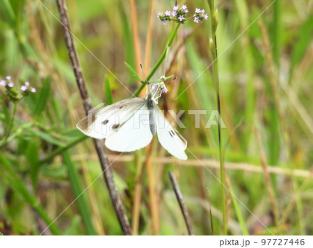 アレチハナガサの花にモンシロチョウ 97727446
