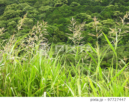 セイバンモロコシ（野草） 97727447