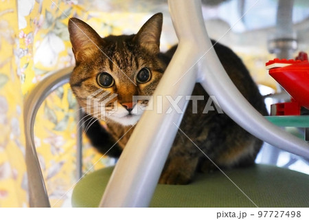 テーブルの下に隠れているネコ 97727498