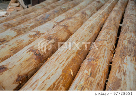 Row of wooden sawn logs on ground 97728651