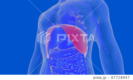 Human diaphragm anatomy for medical concept 3D rendering 97728947