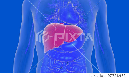 Liver human digestive anatomy for medical concept 3D rendering 97728972
