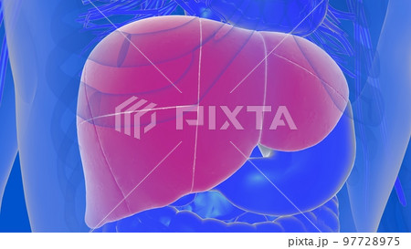 Liver human digestive anatomy for medical concept 3D rendering 97728975