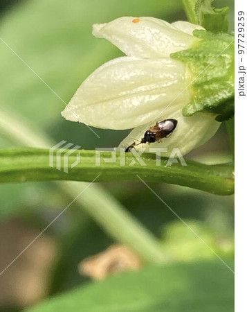 アザミウマを捕食するタイリクヒメハナカメムシ 97729259