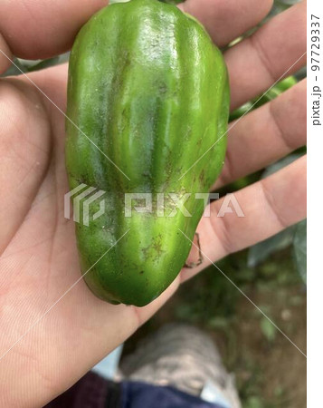 スリップス被害と思わしきピーマン 97729337