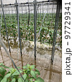 大雨被害を受けた施設栽培のピーマン 97729341
