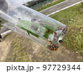 ナナホシテントウ大量 97729344