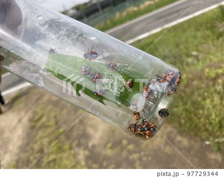 ナナホシテントウ大量 ナナホシテントウ大量 97729344