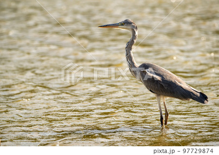 Grey Heron or Ardea cinerea stands in river 97729874
