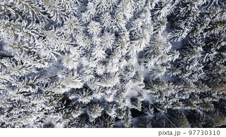 Top down view of snow covered winter forest. 97730310