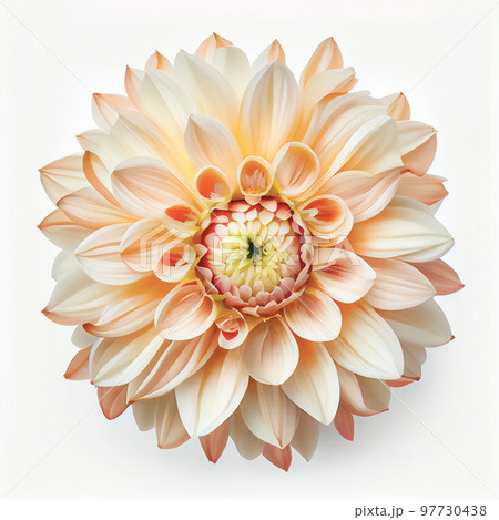 Top view of Dahlia flower on a white background, perfect for representing the theme of Valentine's Day. Top view of Dahlia flower on a white background, perfect for representing the theme of Valentine's Day. 97730438