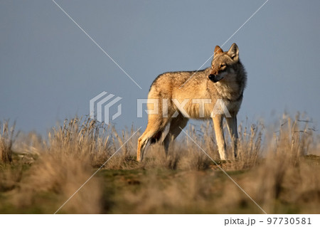 Eurasian wolf or Canis lupus lupus walks in steppe Eurasian wolf or Canis lupus lupus walks in steppe 97730581