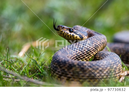 Close-up of blotched snake or Elaphe sauromates showing its tongue 97730632