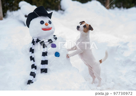 Jack Russell Terrier dog making a snowman. Winter fun. 97730972