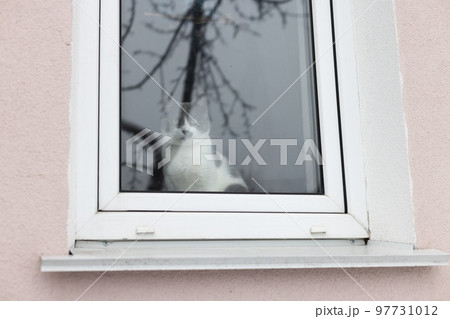 Thoughtful cat looking through the glass window. Lonely cat at home. Thoughtful cat looking through the glass window. Lonely cat at home. 97731012