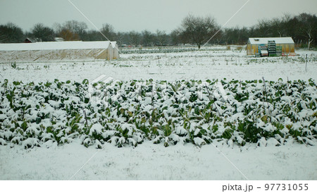 Farm field winter snow frost greenhouse foil bio cauliflower leaves leaf Brassica oleracea land root crop farming harvest cultivated garden stem head cultivar organic gourd, agriculture plant Europe Farm field winter snow frost greenhouse foil bio cauliflower leaves leaf Brassica oleracea land root crop farming harvest cultivated garden stem head cultivar organic gourd, agriculture plant Europe 97731055