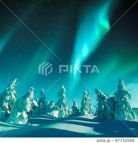Northern lights in winter forest 97732086