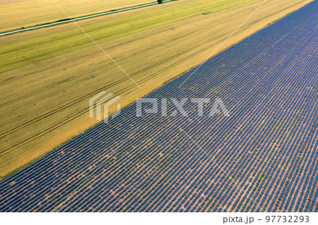 lavender and wheat fields lavender and wheat fields 97732293