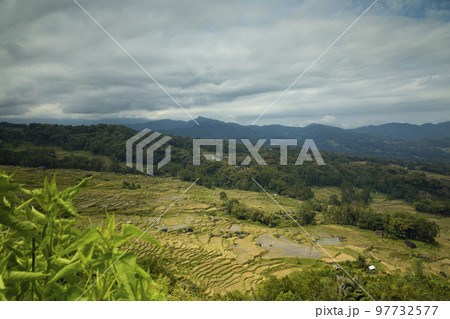 Terraced rice fields in Batutumonga area, Tana Toraja, Indonesia 97732577
