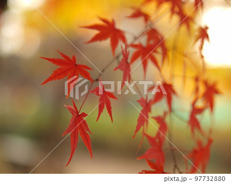 香嵐渓のモミジの紅葉のアップ 97732880