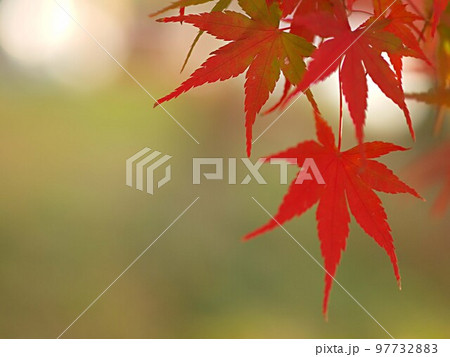 香嵐渓のモミジの紅葉のアップ 97732883