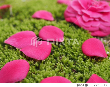 落下した椿の花と花びらの写真素材 [97732945] - PIXTA
