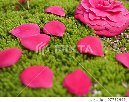 落下した椿の花と花びら 97732946
